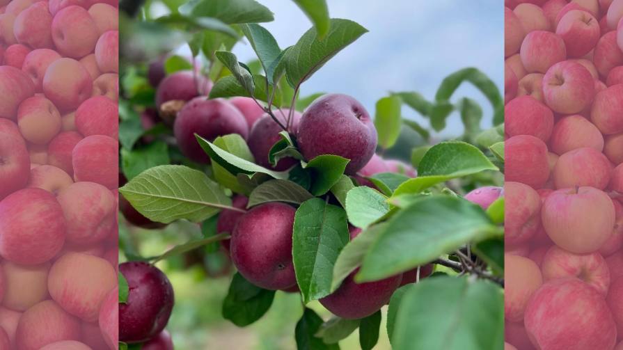 Apple orchard.